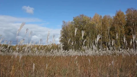 Stalks a feather grass shaking on wind against of the sky and trees in autumn Stock Footage 80759810