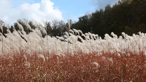 Stalks a feather grass shaking on wind against of the sky and trees in autumn Stock Footage 80759875
