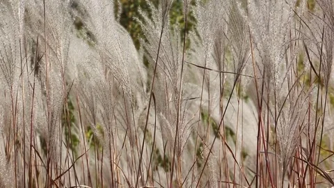Stalks a feather grass shaking on wind, natural background Stock Footage 80759913