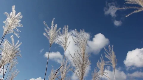 Stalks a feather grass shaking on wind against of trees in the back light Stock Footage 80859906