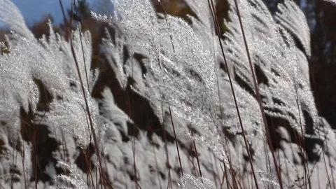 Stalks a feather grass shaking on wind against of trees in the back light Stock Footage 80859958