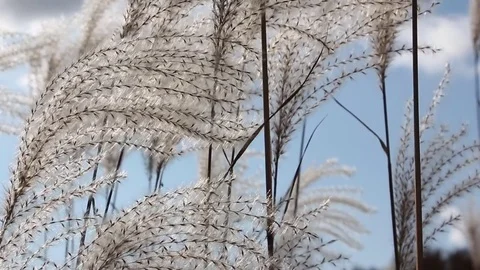 Stalks a feather grass shaking on wind against of trees in the back light Stock Footage 80860031