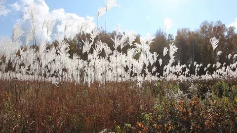 Stalks a feather grass shaking on wind against of trees in the back light Stock Footage 80860220