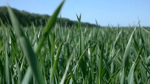 Stalks of grass in a field lit by the sun Stock Footage 132837053