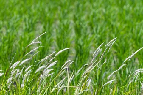 Stalks of Grass Stock Photos