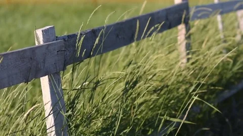 Stalks of grass swaying in the wind in front of a wooden fence. 動画素材 72599598
