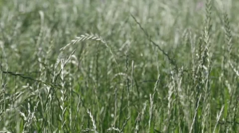 Stalks of Grass Waving in the Wind Stock Footage 49465155
