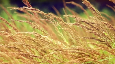 The stalks of grass in the wind. Summer. Vídeos de archivo 50093227
