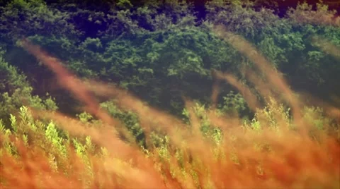The stalks of grass in the wind. Summer. Видео 50093348
