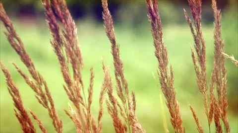 The stalks of grass in the wind. Summer. 库存影片 50093636