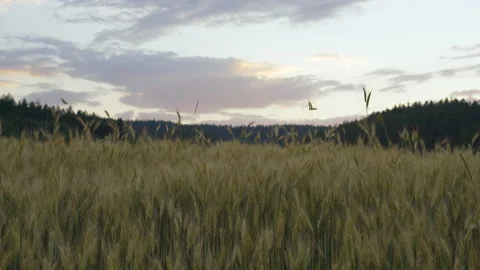 Stalks of oats sway in the wind. Stock Footage 136952826