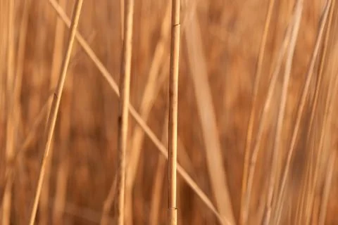Stalks of reed Stock Photos