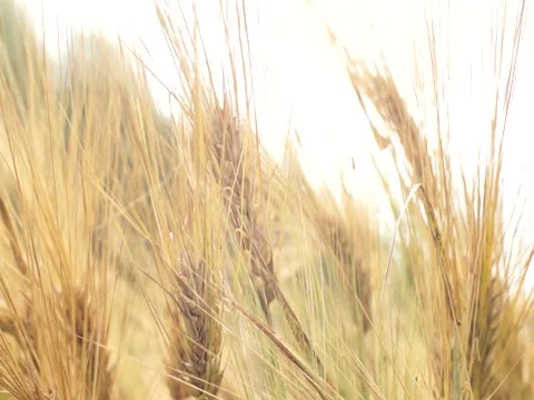 Stalks of rye gently swing in the wind Stock Footage 145368763