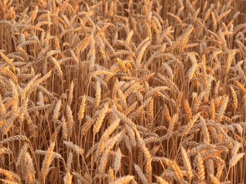Stalks of rye Stock Photos
