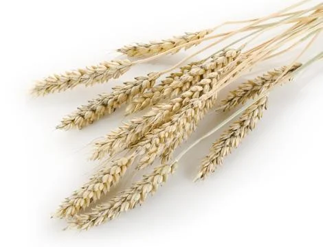 Stalks of wheat Stock Photos