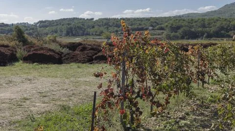 Stalks from the wine making process dumped in an autumn vineyard Stock Photos