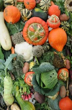 Stall of different vegetables Stock Photos