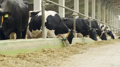 Stall feeding of cows on farm. Cows eat hay, haylage, grass meal. Cows eat Stock Footage 320301330