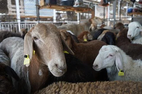 A stall with sheep. Photos