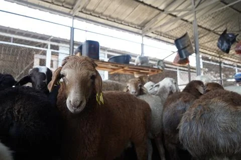 A stall with sheep. 스톡 사진