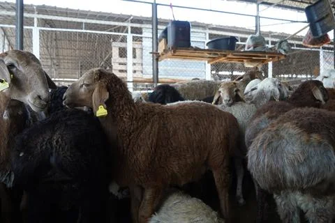 A stall with sheep. Photos