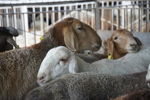 A stall with sheep. 스톡 사진