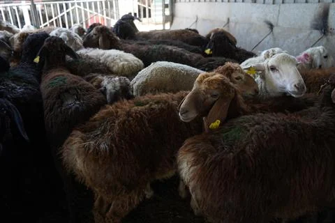 A stall with sheep. Stockfoto's
