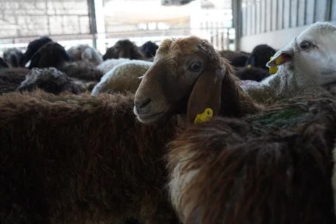 A stall with sheep. Stock Photos