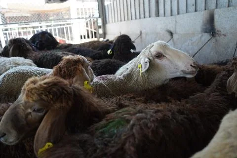 A stall with sheep. 스톡 사진