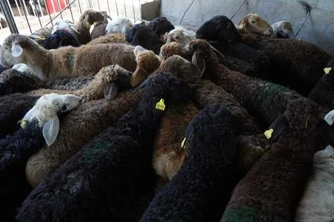 A stall with sheep. 스톡 사진