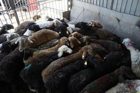A stall with sheep. Stock-Fotos