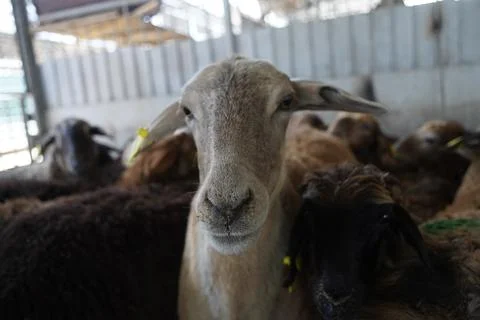 A stall with sheep. 스톡 사진