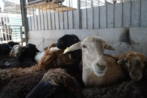 A stall with sheep. Photos