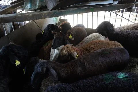A stall with sheep. Stockfoto's