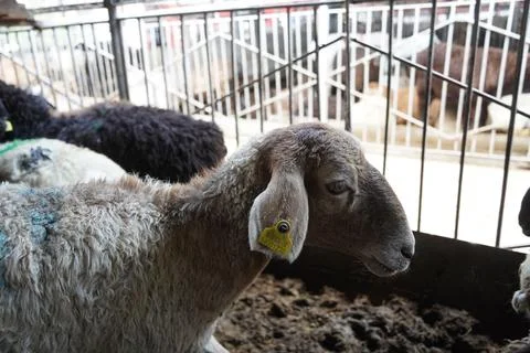 A stall with sheep. 스톡 사진