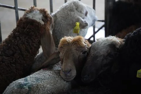 A stall with sheep. 스톡 사진