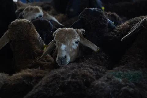 A stall with sheep. Stock Photos