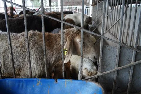 A stall with sheep. Photos