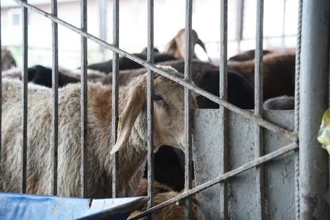 A stall with sheep. Stock Photos