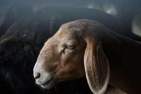 A stall with sheep. Stock Photos