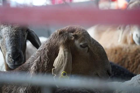 A stall with sheep. 스톡 사진