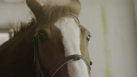 Stallion Animal Muzzle in Stable Indoor Closeup Stock Footage 148326423