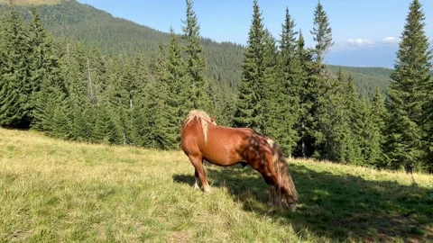 Stallion on the background of mountains and forest Stock Footage 249968689