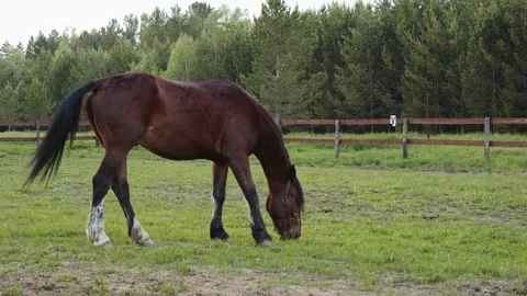 A stallion grazes in a paddock Stock Footage 202910241