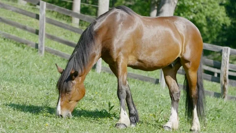 Stallion grazing in the field Stock Footage 103784199