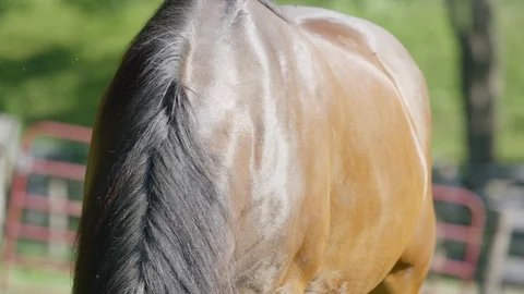 Stallion grazing in the field Stock Footage 103784386