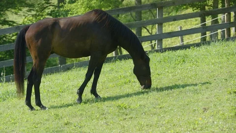 Stallion grazing in the field Video stock 103784904