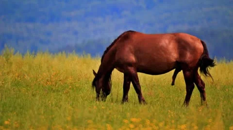 Stallion grazing in the meadow 库存影片 10735733