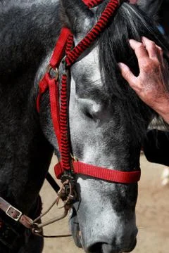 Stallion horse Stock Photos