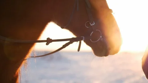 Stallion with a Mare pressed faces at dawn, two beautiful horses posing in front Stock-Footage 101708004